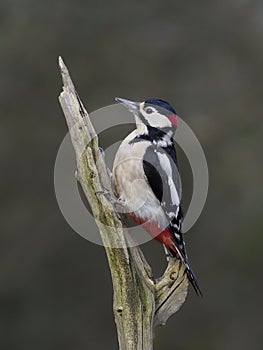 Great-spotted woodpecker  Dendrocopos major