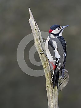 Great-spotted woodpecker  Dendrocopos major