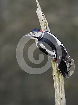 Great-spotted woodpecker  Dendrocopos major