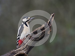 Great-spotted woodpecker  Dendrocopos major
