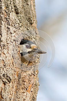 Great spotted woodpecker / Dendrocopos major