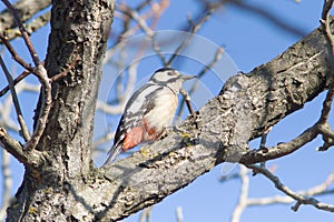 Great spotted woodpecker / Dendrocopos major