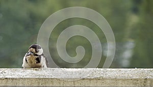 Great spotted woodpecker Dendrocopos major