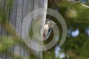 Great spotted woodpecker, dendrocopos major