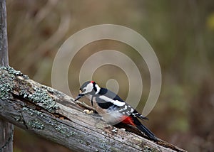 Great Spotted Woodpecker (Dendrocopos_major)