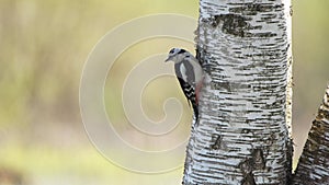 The great spotted woodpecker (Dendrocopos major)