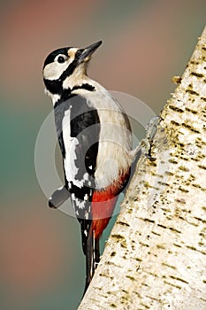 Great-spotted woodpecker, Dendrocopos major