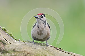 Great spotted woodpecker (dendrocopos major)