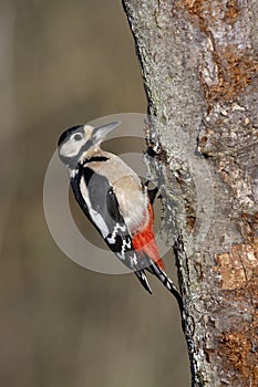 Great spotted woodpecker, Dendrocopos major