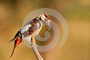 Great Spotted Woodpecker (Dendrocopos major)