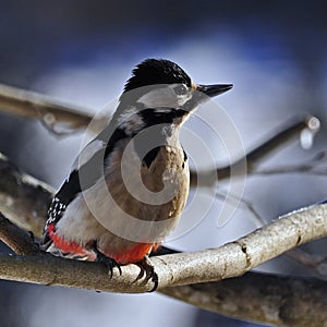 The great spotted woodpecker, Dendrocopos major