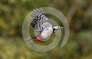 Great-spotted woodpecker, Dendrocopos major