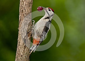 Great spotted woodpecker (Dendrocopos major)