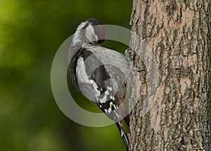 Great spotted woodpecker (Dendrocopos major)