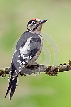 Great Spotted Woodpecker Dendrocopos major