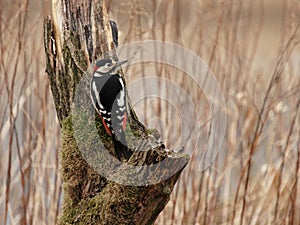 Great Spotted Woodpecker (Dendrocopos major)