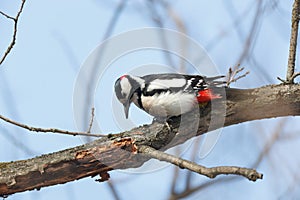 Great spotted woodpecker Dendrocopos major