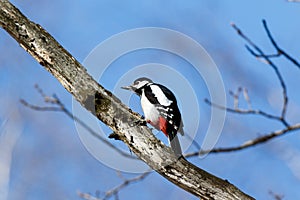 Great spotted woodpecker Dendrocopos major