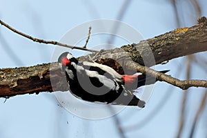 Great spotted woodpecker Dendrocopos major