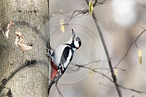 Great spotted woodpecker Dendrocopos major