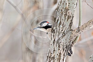 Great spotted woodpecker Dendrocopos major