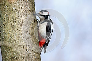 Great spotted woodpecker Dendrocopos major