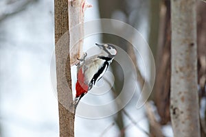 Great spotted woodpecker Dendrocopos major