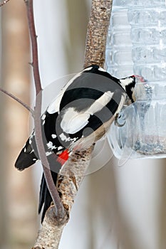 Great spotted woodpecker Dendrocopos major