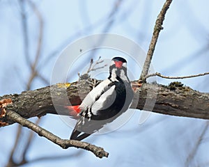 Great spotted woodpecker Dendrocopos major