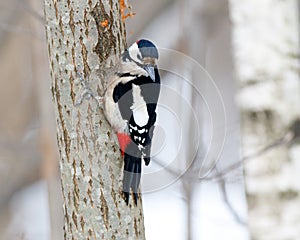 Great spotted woodpecker Dendrocopos major