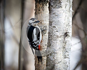 Great spotted woodpecker Dendrocopos major