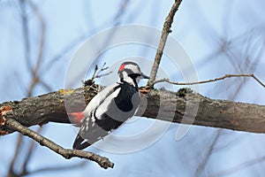 Great spotted woodpecker Dendrocopos major