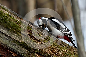 Great spotted woodpecker Dendrocopos major