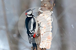 Great spotted woodpecker Dendrocopos major