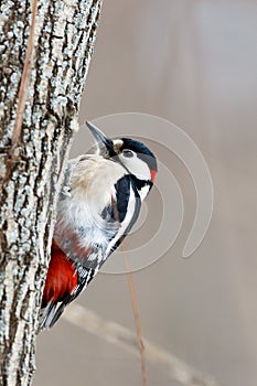 Great spotted woodpecker Dendrocopos major