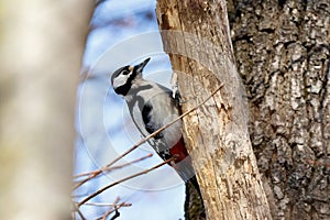 Great spotted woodpecker Dendrocopos major