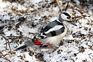 Great spotted woodpecker Dendrocopos major