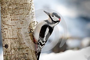 Great spotted woodpecker Dendrocopos major