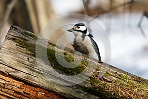 Great spotted woodpecker Dendrocopos major