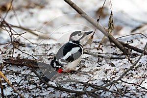 Great spotted woodpecker Dendrocopos major