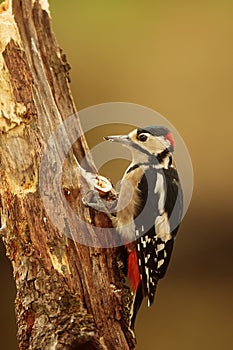 Great spotted woodpecker Dendrocopos major beats its beak on the bark of the tree