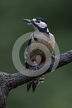 Great Spotted Woodpecker  Dendrocopos major on a branch