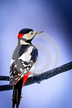 Great spotted woodpecker (Dendrocopos major) on a branch