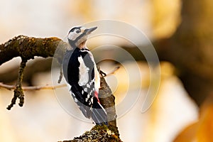 Great spotted woodpecker (Dendrocopos major) on a branch