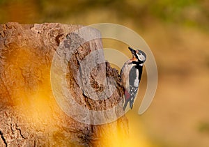 Great spotted woodpecker (Dendrocopos major) on a branch