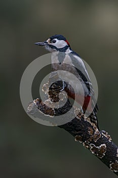 Great Spotted Woodpecker  Dendrocopos major on a branch in the forest