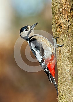 Great Spotted Woodpecker - Dendrocopos major climbing a tree.