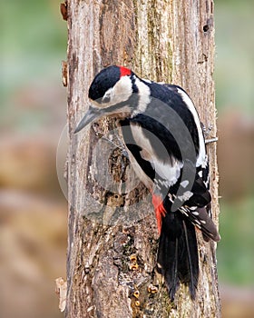 Great Spotted Woodpecker - Dendrocopos major climbing a tree.