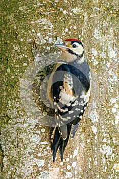 Great Spotted Woodpecker - Dendrocopos major clinging to a tree.