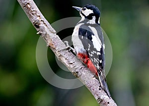 Great Spotted Woodpecker, Dendrocopos major, clinging to a tree branch